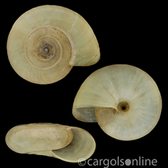 IMG_detallada/Oxychilus (Oxychilus) draparnaudi.jpg